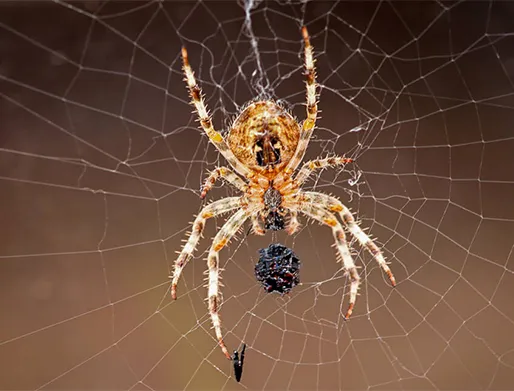 Dedetização de Aranhas no Brooklin Paulista