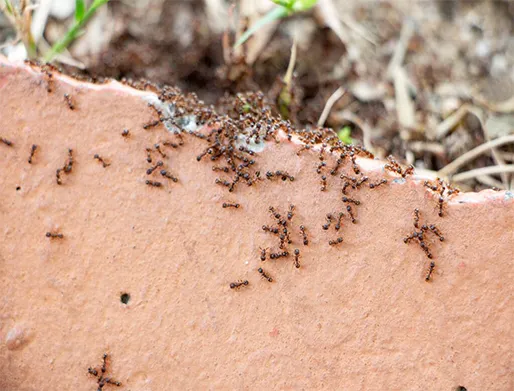 Dedetização de Formigas no Brooklin Paulista