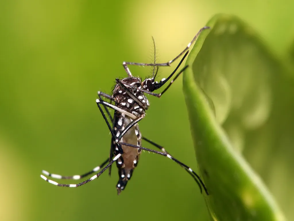 Dedetização de Mosquitos no Brooklin Paulista